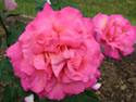 LANDSCAPE-SUMMER-ROSES-02.jpg (1656522 bytes)