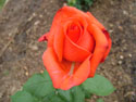 LANDSCAPE-SUMMER-ROSES-03.jpg (1642970 bytes)