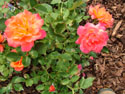 LANDSCAPE-SUMMER-ROSES-05.jpg (1649647 bytes)