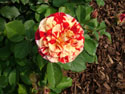 LANDSCAPE-SUMMER-ROSES-07.jpg (1726273 bytes)
