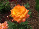LANDSCAPE-SUMMER-ROSES-08.jpg (1642112 bytes)