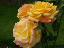 LANDSCAPE-SUMMER-ROSES-09.jpg (1639945 bytes)