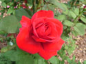 LANDSCAPE-SUMMER-ROSES-10.jpg (1662540 bytes)