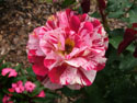 LANDSCAPE-SUMMER-ROSES-11.jpg (1706498 bytes)
