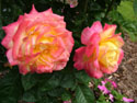 LANDSCAPE-SUMMER-ROSES-12.jpg (1652025 bytes)