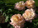 LANDSCAPE-SUMMER-ROSES-13.jpg (1634163 bytes)