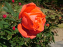 LANDSCAPE-SUMMER-ROSES-14.jpg (470491 bytes)