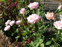 LANDSCAPE-SUMMER-ROSES-17.jpg (1664865 bytes)