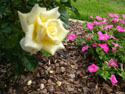 LANDSCAPE-SUMMER-ROSES-19.jpg (1719774 bytes)
