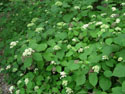 LANDSCAPE-SUMMER-SHRUBS--01.jpg (1577389 bytes)