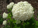 LANDSCAPE-SUMMER-SHRUBS-3.jpg (1547617 bytes)