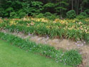 LANDSCAPE-SUMMER-SOCIETY GARLIC-01.jpg (156056 bytes)