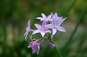 LANDSCAPE-SUMMER-SOCIETY GARLIC-2.jpg (2191213 bytes)