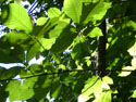 LANDSCAPE-SUMMER-TREES-01.jpg (1641842 bytes)
