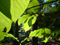 LANDSCAPE-SUMMER-TREES-02.jpg (1717119 bytes)