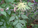 LANDSCAPE-SUMMER-WILDFLOWERS-01.jpg (1563269 bytes)