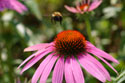 LANDSCAPE-SUMMMER-PERENNIAL-27.jpg (1987068 bytes)
