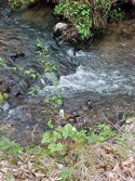 LANDSCAPE-WATER-STREAMS-04.jpg (331618 bytes)