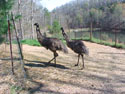 LANDSCAPE-WILDLIFE-EMUS-01.jpg (328634 bytes)