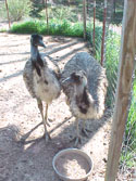 LANDSCAPE-WILDLIFE-EMUS-02.jpg (374696 bytes)