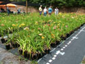 SALES-POTS-DAYLILIES-09.jpg (1626651 bytes)