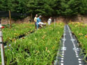 SALES-POTS-DAYLILIES-11.jpg (1665514 bytes)