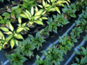 SALES-POTS-HOSTA-03.jpg (1636901 bytes)