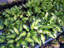 SALES-POTS-HOSTA-04.jpg (1647500 bytes)