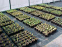 STRUCTURES-GREEN HOUSES-01.jpg (122390 bytes)