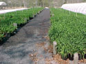 STRUCTURES-HOT HOUSE-DAYLILIES-05.jpg (114394 bytes)