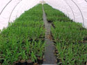 STRUCTURES-HOT HOUSE-DAYLILY-01.jpg (97977 bytes)