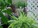 WEDDING-CEREMONY-YARD-04.jpg (256649 bytes)