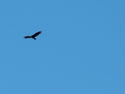 WILDLIFE-BUZZARDS-01.jpg (382690 bytes)
