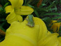 WILDLIFE-FROGS-04.jpg (54362 bytes)