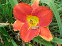WILDLIFE-INSECTS-01.jpg (88141 bytes)