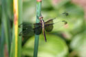 WILDLIFE-INSECTS-05.jpg (1889627 bytes)
