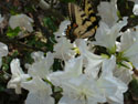 WILDLIFE-INSECTS-06.jpg (1647144 bytes)